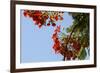 Close-Up of African Flame Tree, Stone Town, Zanzibar, Tanzania-Alida Latham-Framed Photographic Print