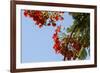 Close-Up of African Flame Tree, Stone Town, Zanzibar, Tanzania-Alida Latham-Framed Photographic Print