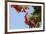 Close-Up of African Flame Tree, Stone Town, Zanzibar, Tanzania-Alida Latham-Framed Photographic Print