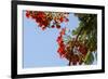 Close-Up of African Flame Tree, Stone Town, Zanzibar, Tanzania-Alida Latham-Framed Photographic Print