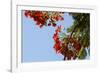 Close-Up of African Flame Tree, Stone Town, Zanzibar, Tanzania-Alida Latham-Framed Photographic Print