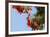 Close-Up of African Flame Tree, Stone Town, Zanzibar, Tanzania-Alida Latham-Framed Photographic Print