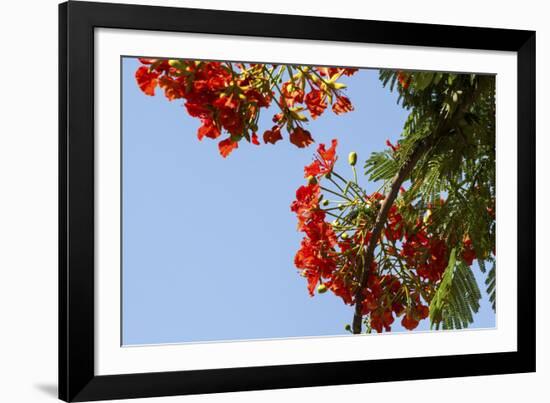 Close-Up of African Flame Tree, Stone Town, Zanzibar, Tanzania-Alida Latham-Framed Photographic Print