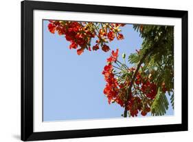 Close-Up of African Flame Tree, Stone Town, Zanzibar, Tanzania-Alida Latham-Framed Photographic Print