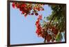 Close-Up of African Flame Tree, Stone Town, Zanzibar, Tanzania-Alida Latham-Framed Photographic Print