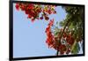 Close-Up of African Flame Tree, Stone Town, Zanzibar, Tanzania-Alida Latham-Framed Photographic Print