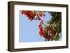 Close-Up of African Flame Tree, Stone Town, Zanzibar, Tanzania-Alida Latham-Framed Photographic Print