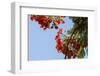 Close-Up of African Flame Tree, Stone Town, Zanzibar, Tanzania-Alida Latham-Framed Photographic Print