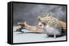 Close-up of African pygmy hedgehog-null-Framed Stretched Canvas