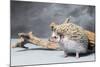 Close-up of African pygmy hedgehog-null-Mounted Photographic Print