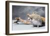 Close-up of African pygmy hedgehog-null-Framed Photographic Print