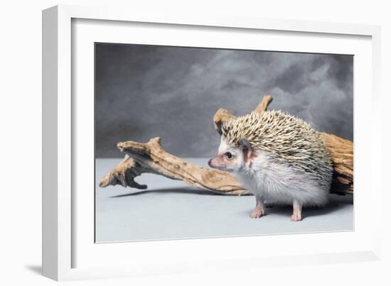 Close-up of African pygmy hedgehog-null-Framed Photographic Print