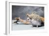 Close-up of African pygmy hedgehog-null-Framed Photographic Print