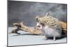 Close-up of African pygmy hedgehog-null-Mounted Photographic Print