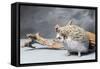 Close-up of African pygmy hedgehog-null-Framed Stretched Canvas