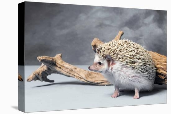 Close-up of African pygmy hedgehog-null-Stretched Canvas