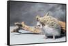 Close-up of African pygmy hedgehog-null-Framed Stretched Canvas