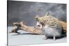 Close-up of African pygmy hedgehog-null-Stretched Canvas