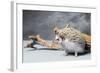 Close-up of African pygmy hedgehog-null-Framed Photographic Print