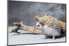 Close-up of African pygmy hedgehog-null-Mounted Photographic Print