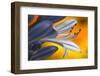 Close up of Agapanthus.-Richard Bryant-Framed Photo