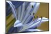 Close up of Agapanthus.-Richard Bryant-Mounted Photo