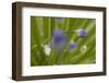 Close up of Agapanthus.-Richard Bryant-Framed Photo