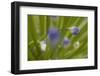 Close up of Agapanthus.-Richard Bryant-Framed Photo