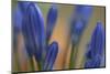 Close up of Agapanthus.-Richard Bryant-Mounted Photo