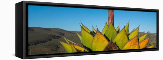 Close-Up of Agave Plant, Baja California, Mexico-null-Framed Stretched Canvas