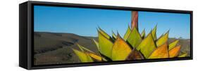 Close-Up of Agave Plant, Baja California, Mexico-null-Framed Stretched Canvas