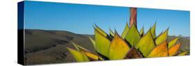 Close-Up of Agave Plant, Baja California, Mexico-null-Stretched Canvas
