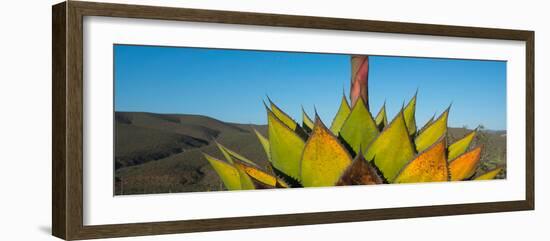 Close-Up of Agave Plant, Baja California, Mexico-null-Framed Photographic Print