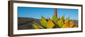 Close-Up of Agave Plant, Baja California, Mexico-null-Framed Photographic Print