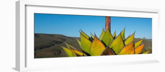 Close-Up of Agave Plant, Baja California, Mexico-null-Framed Photographic Print