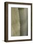 Close-Up of Agave Plant-Peter Hawkins-Framed Photographic Print