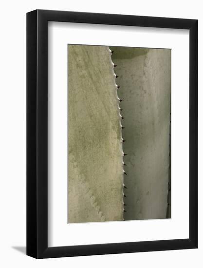 Close-Up of Agave Plant-Peter Hawkins-Framed Photographic Print