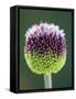 Close-Up of Allium Flower-Clive Nichols-Framed Stretched Canvas