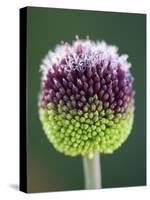 Close-Up of Allium Flower-Clive Nichols-Stretched Canvas