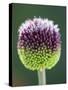 Close-Up of Allium Flower-Clive Nichols-Stretched Canvas