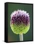 Close-Up of Allium Flower-Clive Nichols-Framed Stretched Canvas