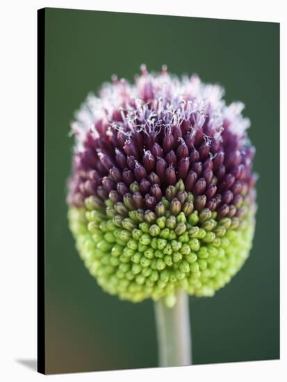 Close-Up of Allium Flower-Clive Nichols-Stretched Canvas