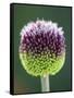 Close-Up of Allium Flower-Clive Nichols-Framed Stretched Canvas