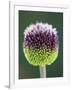 Close-Up of Allium Flower-Clive Nichols-Framed Photographic Print