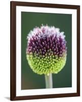 Close-Up of Allium Flower-Clive Nichols-Framed Photographic Print