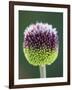 Close-Up of Allium Flower-Clive Nichols-Framed Photographic Print