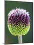 Close-Up of Allium Flower-Clive Nichols-Mounted Photographic Print