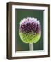 Close-Up of Allium Flower-Clive Nichols-Framed Photographic Print