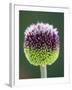 Close-Up of Allium Flower-Clive Nichols-Framed Photographic Print