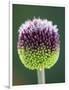 Close-Up of Allium Flower-Clive Nichols-Framed Photographic Print